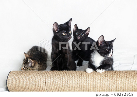 Four cute kittens 69232918