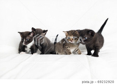Four cute kittens 69232920