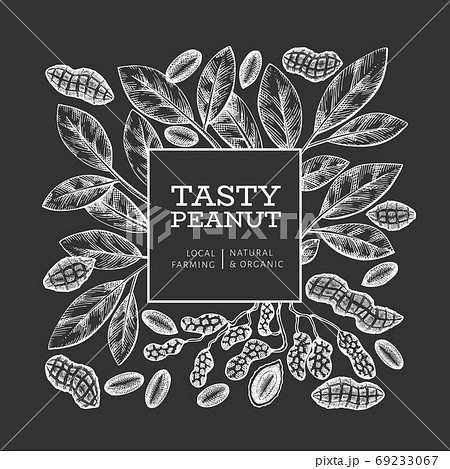 Hand drawn peanut branch and kernels design template. Organic food vector illustration on chalk board. Retro nut illustration. Engraved style botanical picture. 69233067