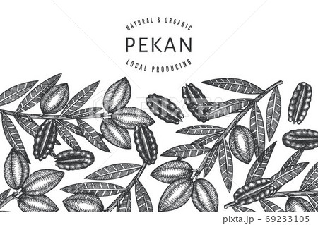 Hand drawn pecan branch and kernels design template. Organic food vector illustration on white background. Retro nut illustration. Engraved style botanical picture. 69233105