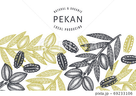 Hand drawn pecan branch and kernels design template. Organic food vector illustration on white background. Retro nut illustration. Engraved style botanical picture. Hand drawn pecan branch and kernels design template. Organic food vector illustration on white background. Retro nut illustration. Engraved style botanical picture. 69233106