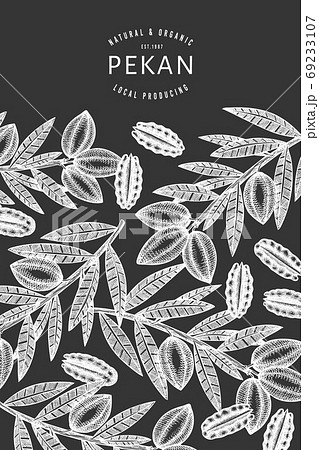Hand drawn pecan branch and kernels design template. Organic food vector illustration isolated on chalk board. Retro nut illustration. Engraved style botanical picture. 69233107