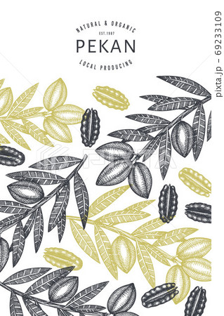 Hand drawn pecan branch and kernels design template. Organic food vector illustration on white background. Retro nut illustration. Engraved style botanical picture. Hand drawn pecan branch and kernels design template. Organic food vector illustration on white background. Retro nut illustration. Engraved style botanical picture. 69233109