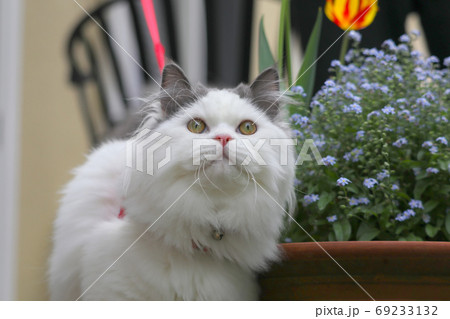庭でくつろぐ猫ちゃん 69233132