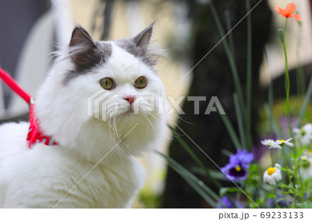 庭をお散歩する猫ちゃん 69233133
