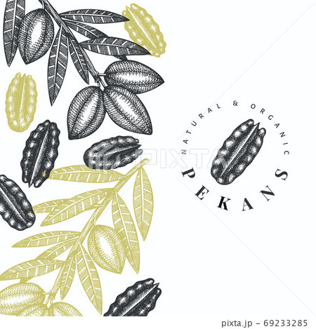 Hand drawn pecan branch and kernels design template. Organic food vector illustration on white background. Retro nut illustration. Engraved style botanical picture. 69233285