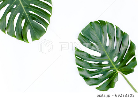 Tropical leaves Monstera on white background. Flat lay, top view Tropical leaves Monstera on white background. Flat lay, top view 69233305