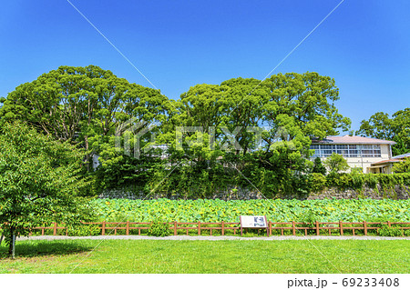 【神奈川県】緑が綺麗な小田原城址公園の蓮池 69233408