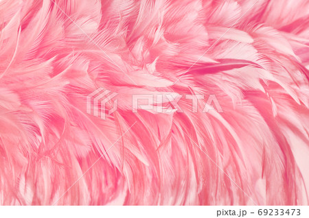 Beautiful rose gold color bird feathers pattern texture background. Beautiful rose gold color bird feathers pattern texture background. 69233473