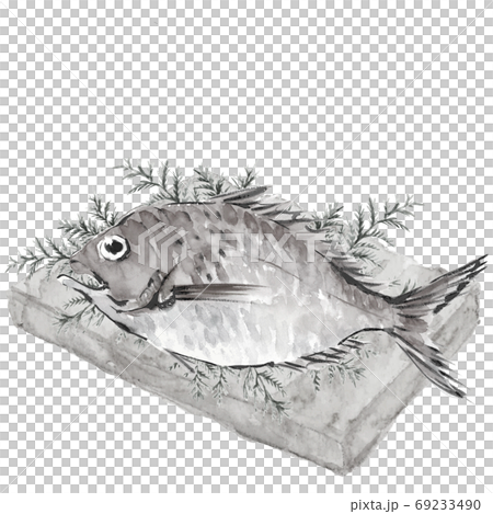 Sea bream Tai 1 Hiba Monotone White background [ink painting style] 69233490