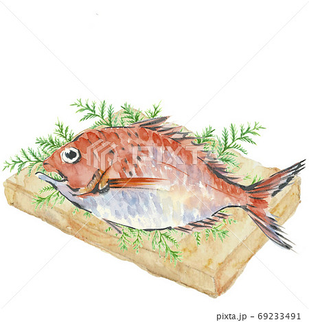 鯛 たい 1尾 ひば まな板 【水彩】 鯛 たい 1尾 ひば まな板 【水彩】 69233491