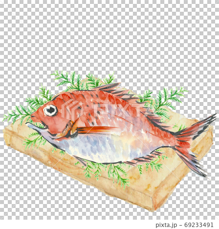 鯛 たい 1尾 ひば まな板 【水彩】 鯛 たい 1尾 ひば まな板 【水彩】 69233491