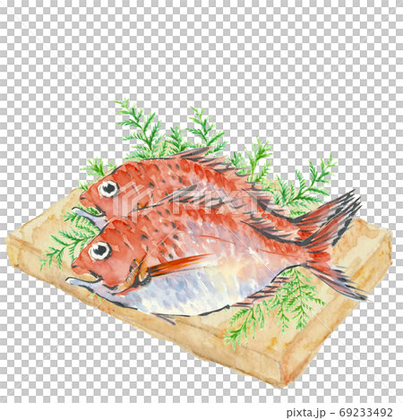 Two sea breams on a cutting board with hiba [Hand-painted watercolor] White background Transparent background 69233492