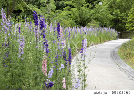 初夏のフラワーガーデン 可愛い薄紫の花の写真素材