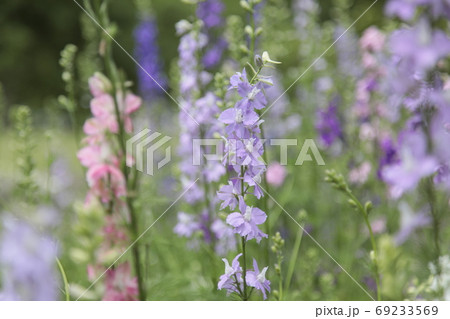 初夏のフラワーガーデン 可愛い薄紫の花の写真素材