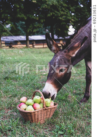 Funny donkey eating freshly picked organic apples. Funny donkey eating freshly picked organic apples. 69233631