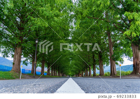 マキノ高原のメタセコイア並木(夏) マキノ高原のメタセコイア並木(夏) 69233833
