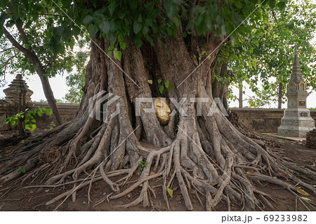 The Buddha head and face in the banyan tree's root in Wat Mahath 69233982