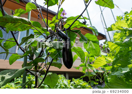 ナスの栽培　（6月）　家庭菜園 69234000