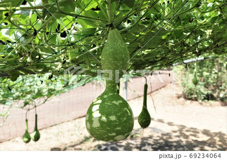 緑のカーテン・ヒョウタン 69234064