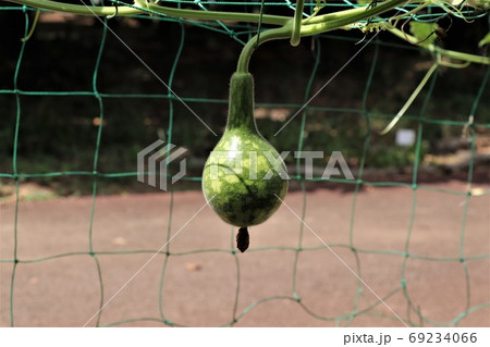 緑のカーテン・ヒョウタン 69234066