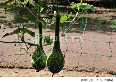 緑のカーテン・ヒョウタン 緑のカーテン・ヒョウタン 69234068