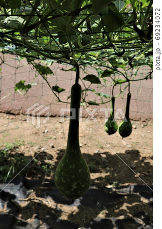 緑のカーテン・ヒョウタン 69234072