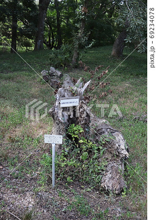 台風の強風で折れたヤマハンノキ 69234078