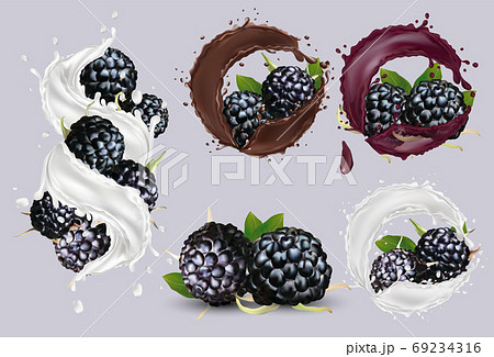 Ripe blackberry in splashes of juice, yogurt and chocolate. Black raspberry berry rich in vitamins. Illustration for your poster, banner, natural product. Vector illustration 69234316