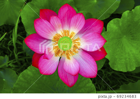 花 蓮 自然 69234683