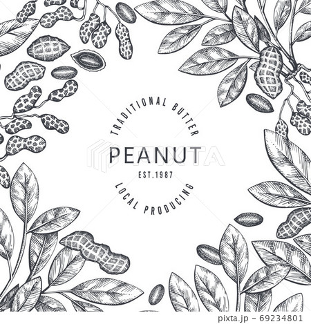 Hand drawn peanut branch and kernels design template. Organic food vector illustration on white background. Retro nut background. Engraved style botanical picture. 69234801