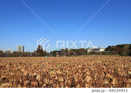 一面の蓮の枯葉で覆われた上野不忍池の風景 69234953