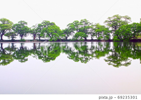 樹木 反射 池 69235301