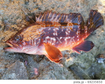 キジハタ キジハタ 69235650