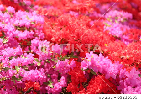 花 植物 春 69236505