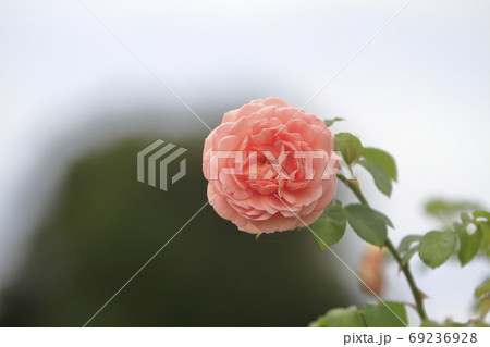 荒尾市　おもやい市民花壇　バラの花、 69236928