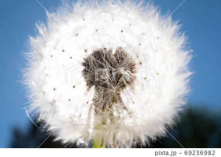 Dandelion with seeds with light. Close up view Dandelion with seeds with light. Close up view 69236982