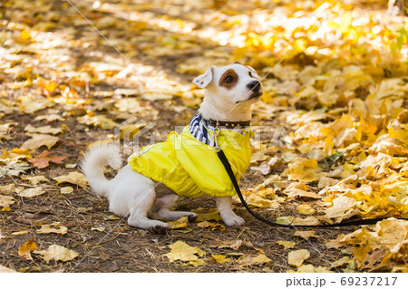 Amazing jack russell terrier in leaves in autumn. Pet and dog concept. 69237217