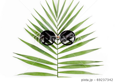 Tropical green palm leaf on white background. flat lay, top view Tropical green palm leaf on white background. flat lay, top view 69237342