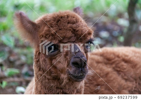 かわいい茶色のアルパカ かわいい茶色のアルパカ 69237599