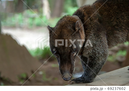 吻で地面を掘るアカハナグマの写真素材