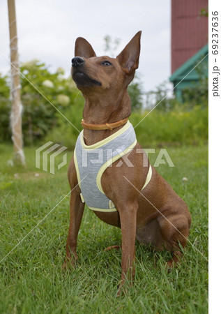 A brown dwarf dog sits on the grass . 69237636