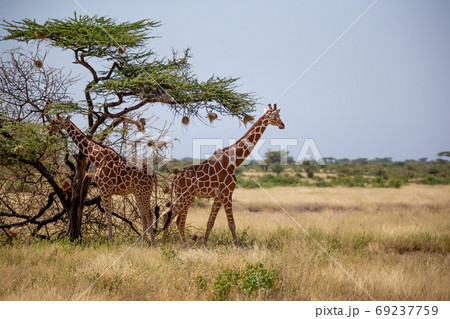 Two Somalia giraffes eat the leaves of acacia trees 69237759