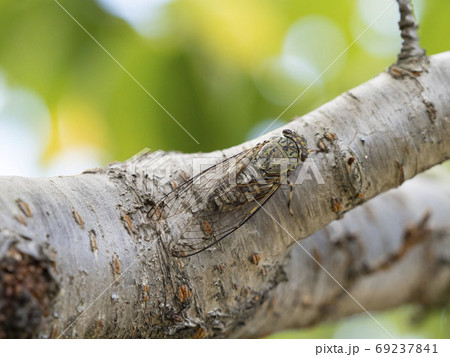 桜の木にとまるツクツクボウシ 69237841