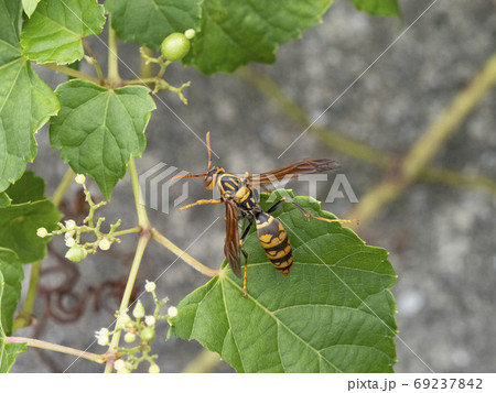 野ぶどうの花に来るセグロアシナガバチ 野ぶどうの花に来るセグロアシナガバチ 69237842