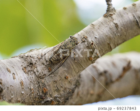桜の木にとまるツクツクボウシ 桜の木にとまるツクツクボウシ 69237843