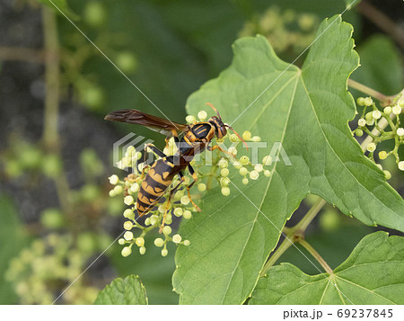 野ぶどうの花に来るセグロアシナガバチの写真素材
