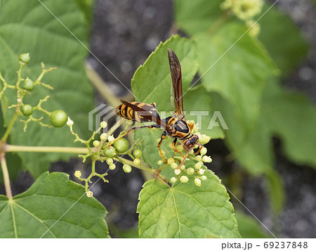 野ぶどうの花に来るセグロアシナガバチの写真素材