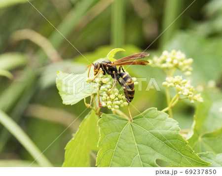 野ぶどうの花に来るセグロアシナガバチの写真素材