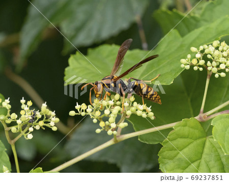 野ぶどうの花に来るセグロアシナガバチ 野ぶどうの花に来るセグロアシナガバチ 69237851